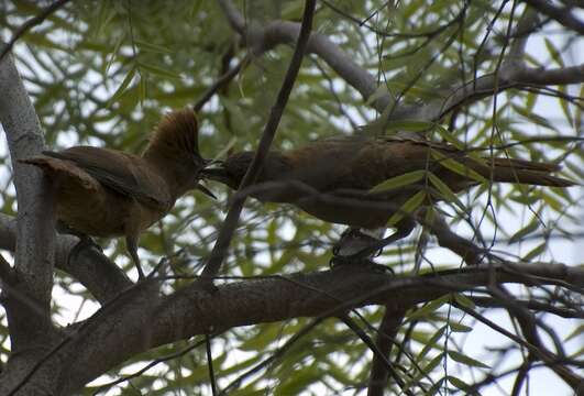 Image of Brown Cacholote