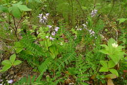 صورة Astragalus alpinus L.