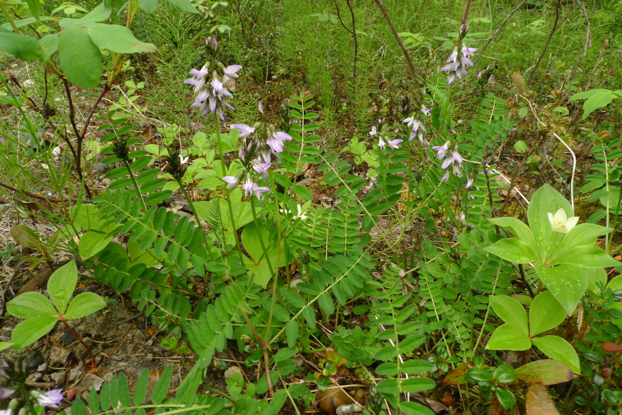 صورة Astragalus alpinus L.