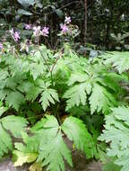 Imagem de Geranium reuteri Aedo & Muñoz Garm.