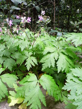 Imagem de Geranium reuteri Aedo & Muñoz Garm.