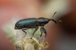 Mecinus janthiniformis Tosevski & Caldara ex Tosevski, Caldara, Jovic & Hernández-Vera resmi