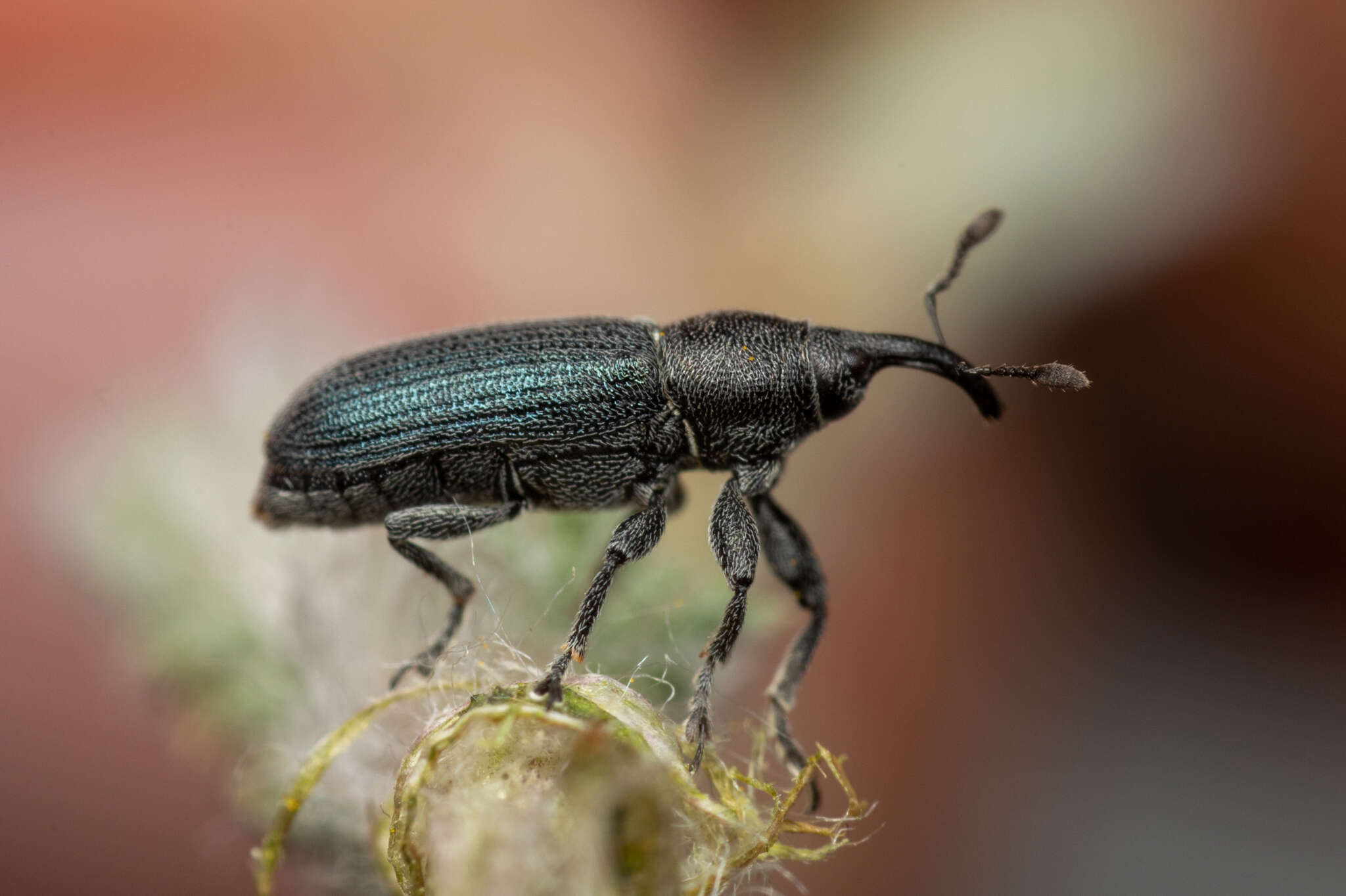 Mecinus janthiniformis Tosevski & Caldara ex Tosevski, Caldara, Jovic & Hernández-Vera resmi