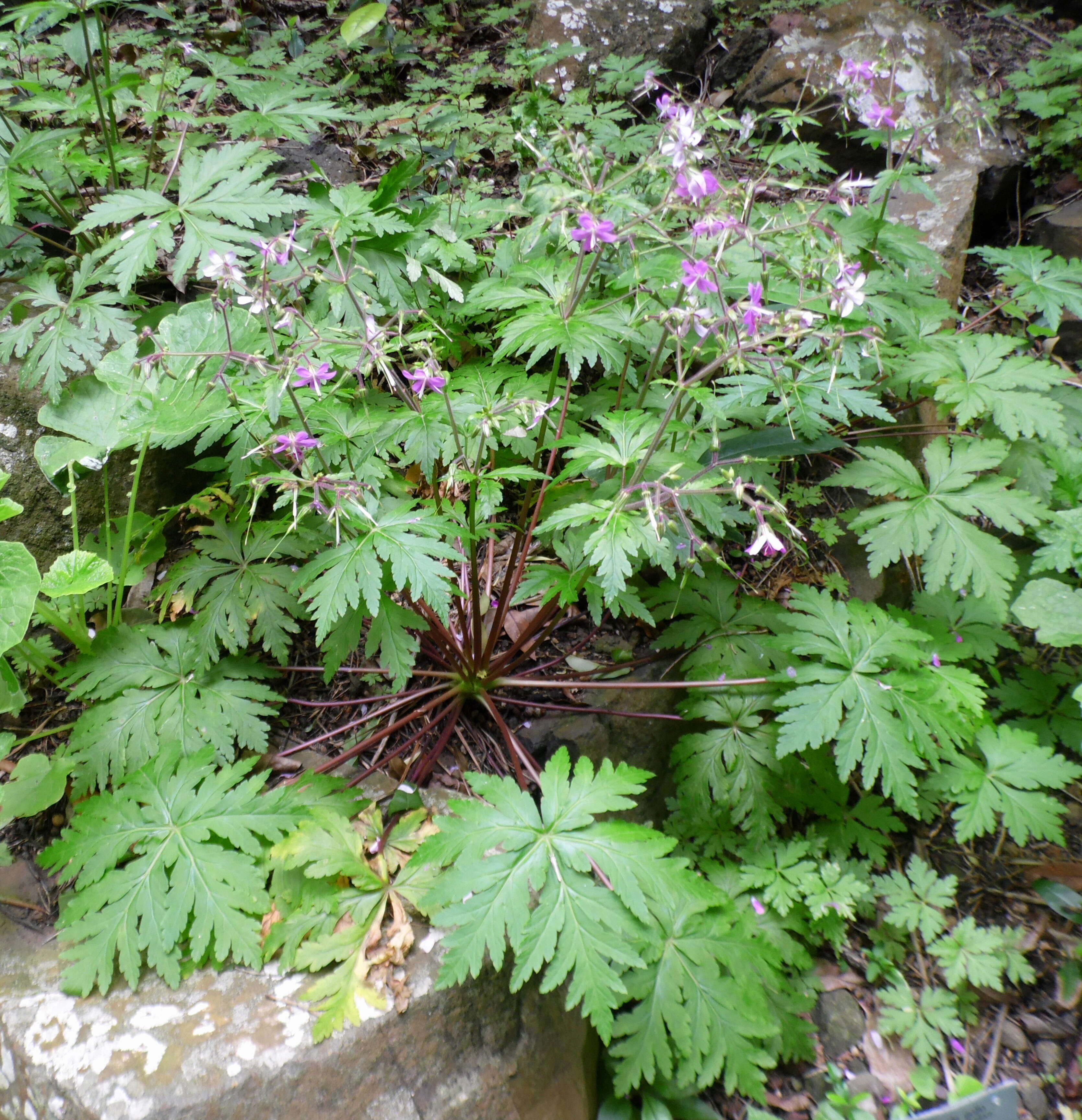 Imagem de Geranium reuteri Aedo & Muñoz Garm.