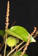 Image of Croton arboreus Millsp.