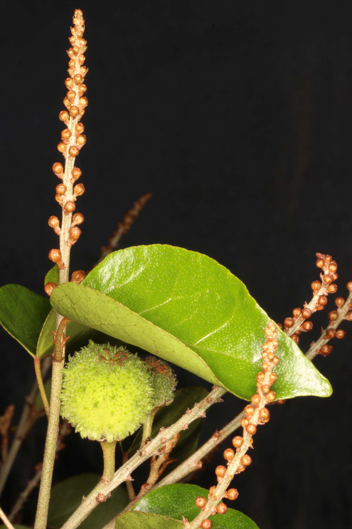 Image of Croton arboreus Millsp.