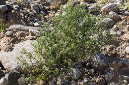 Plancia ëd Cryptantha maritima (Greene) Greene