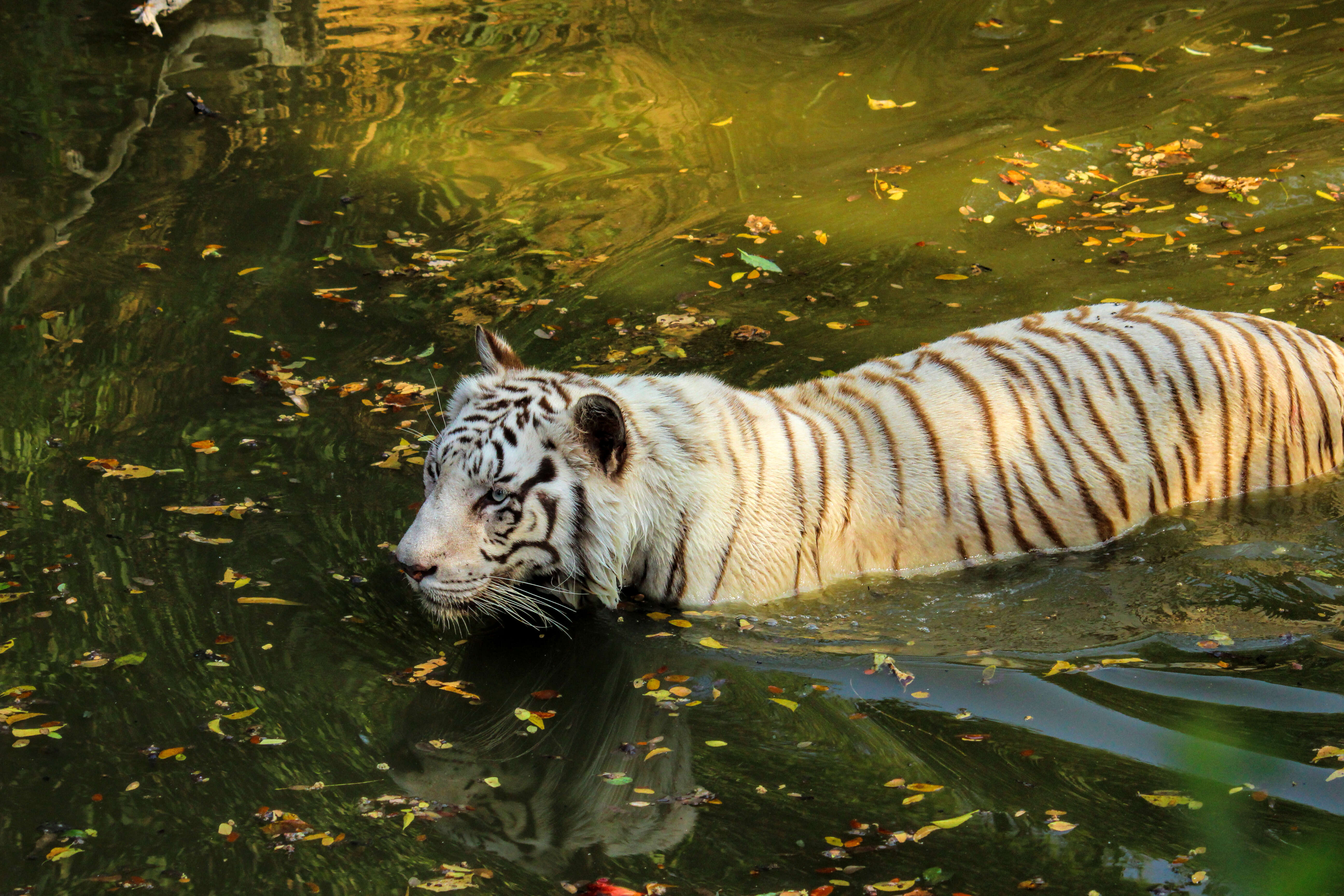 Image of Bengal Tiger