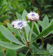 Image of Globularia ascanii Bramwell & Kunkel