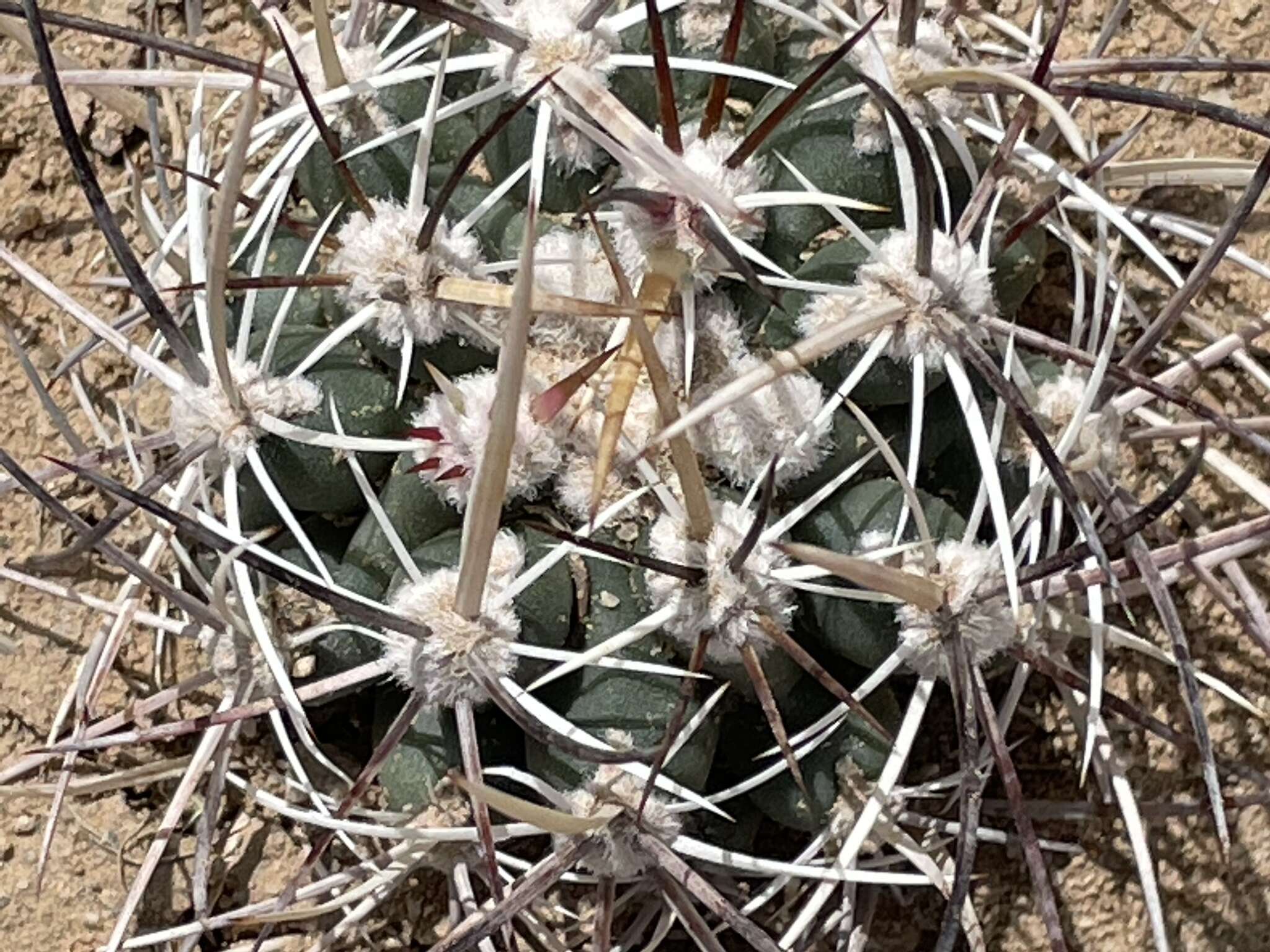 Plancia ëd Sclerocactus cloverae K. D. Heil & J. M. Porter