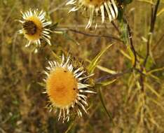 Image of Carlina biebersteinii Bernh. ex Hornem.