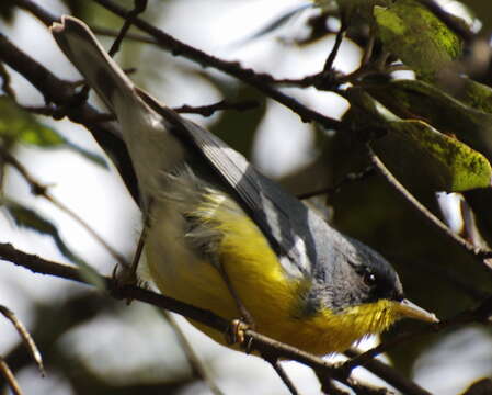 Image of Tropical Parula