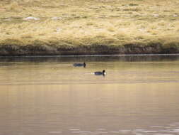 Image of Horned Coot