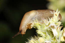 Image of field slug