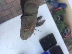 Image of Nursery-web spider