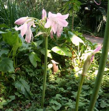 Image of Crinum moorei Hook. fil.