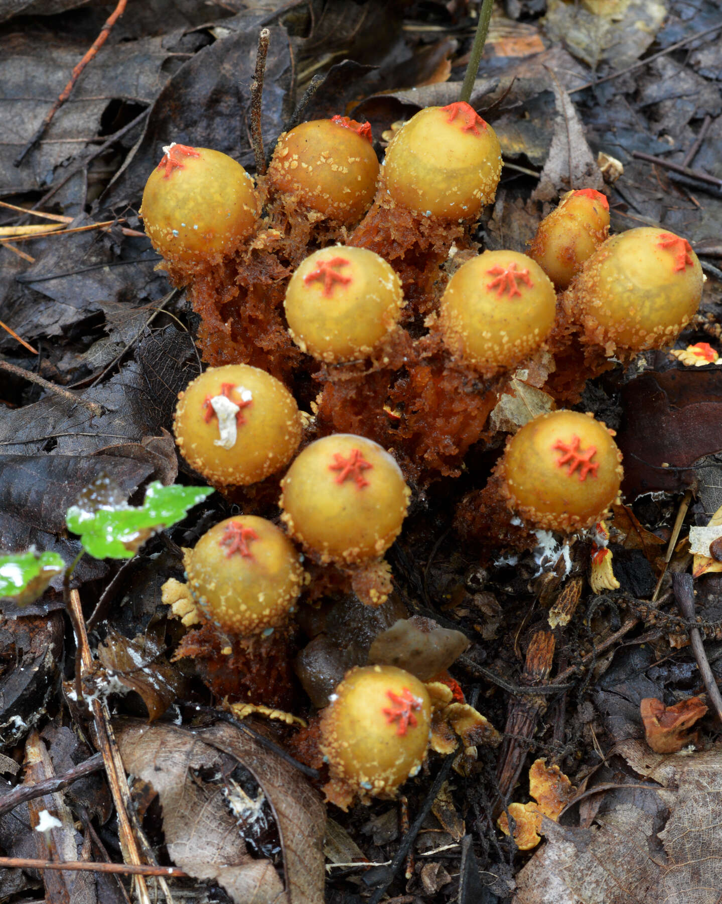 Image of Red aspic puffball
