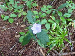 Imagem de Ruellia caroliniensis (J. F. Gmel.) Steud.