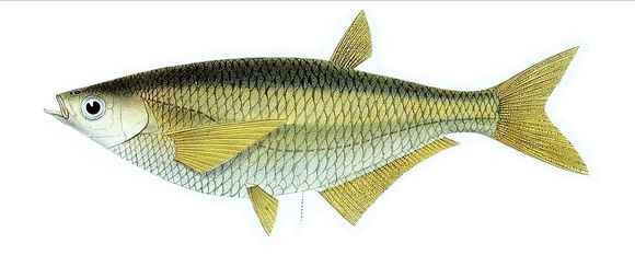 Image of <i>Oxygaster anomalura</i> van Hasselt 1823