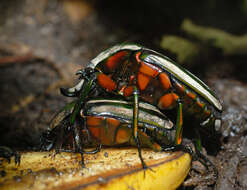 Image of Dicronorhina derbyana