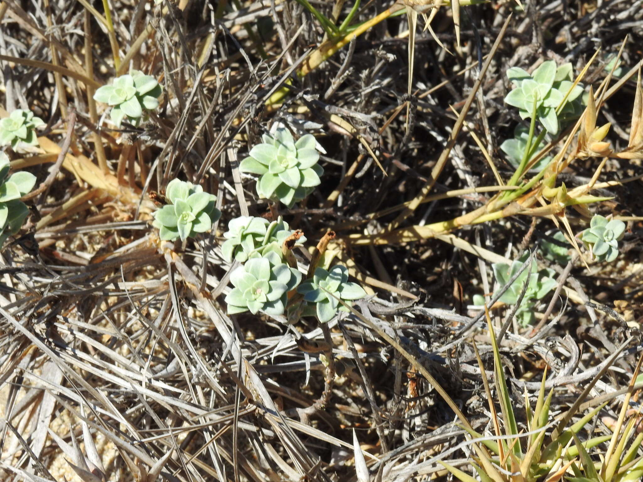 Image of Oenothera drummondii subsp. thalassaphila (Brandegee) W. Dietrich & W. L. Wagner