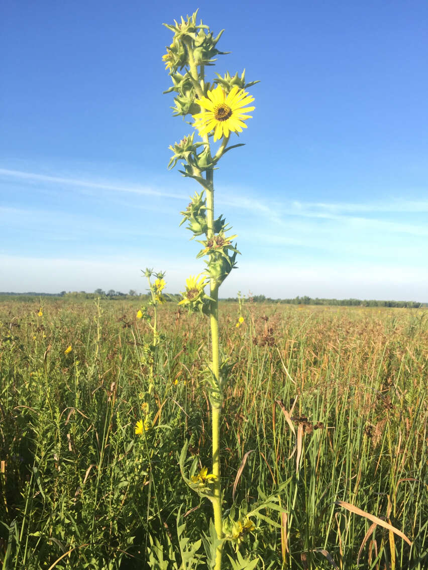 Silphium laciniatum L. resmi