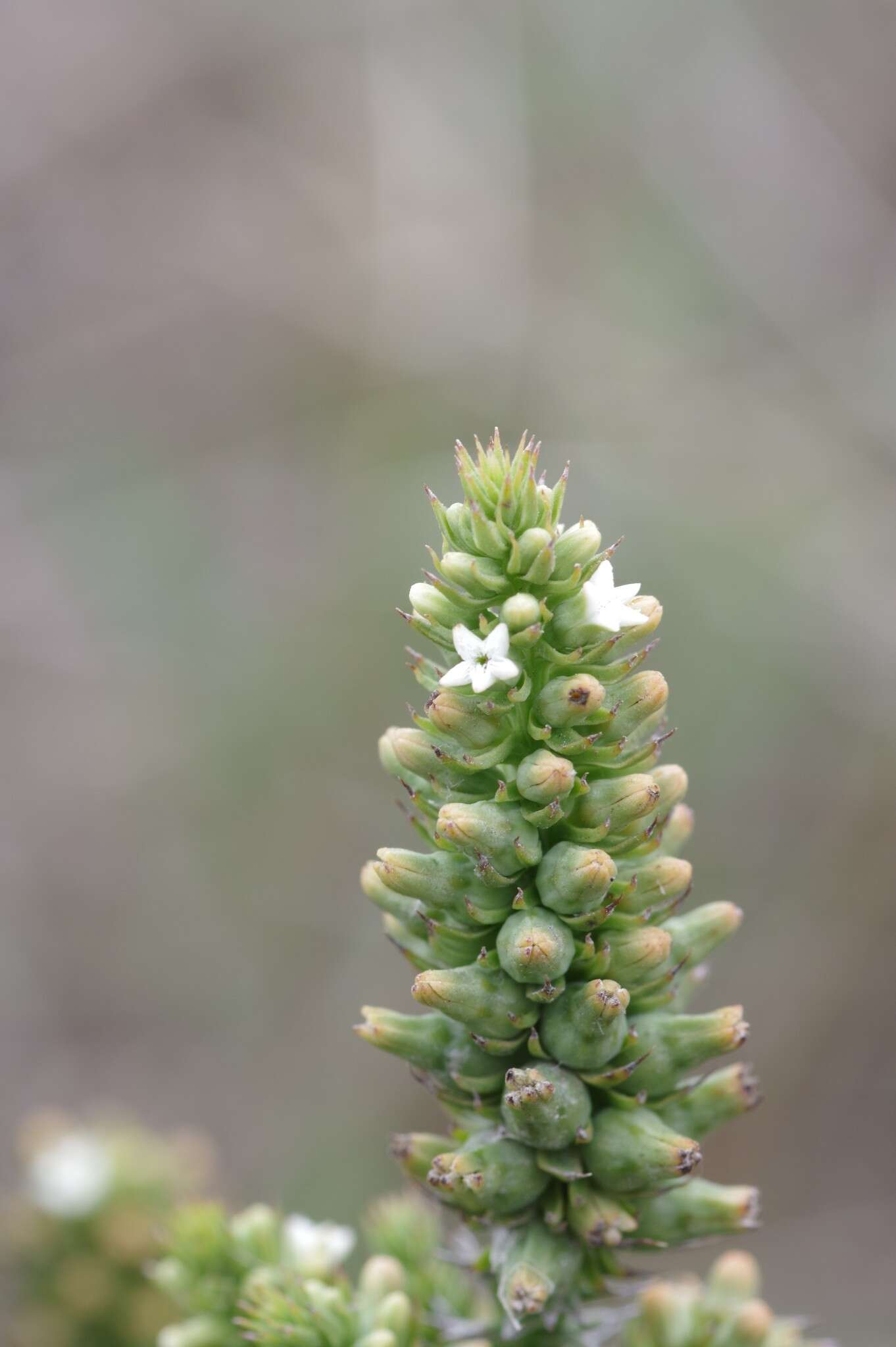 Image of Thesium gnidiaceum A. DC.