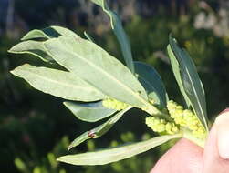 Image of Morella humilis (Cham. & Schltdl.) D. J. B. Killick