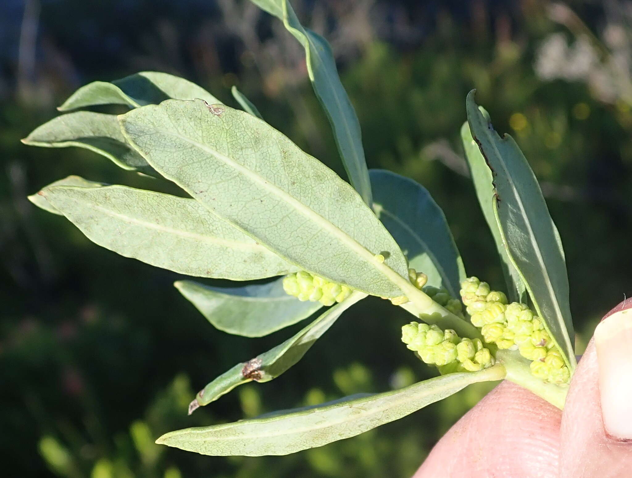 Image of Morella humilis (Cham. & Schltdl.) D. J. B. Killick