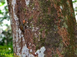 Image of Asian pygmy squirrel