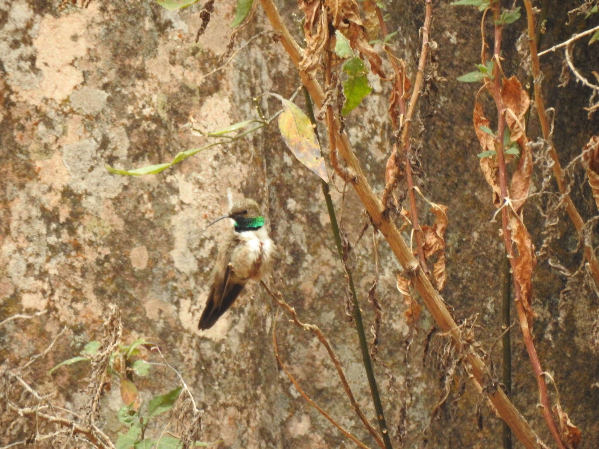 Image of Andean Hillstar