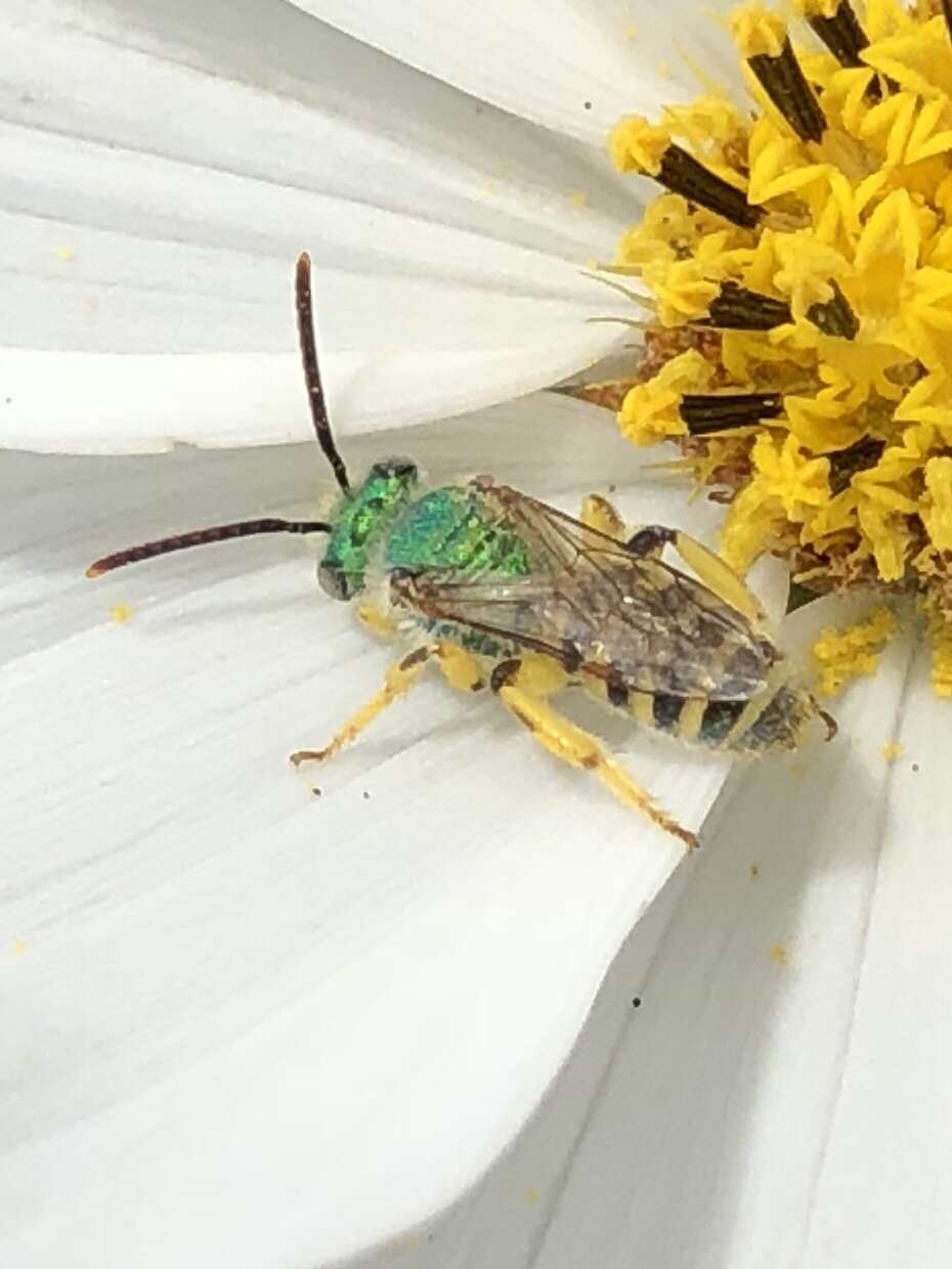 Agapostemon texanus Cresson 1872的圖片