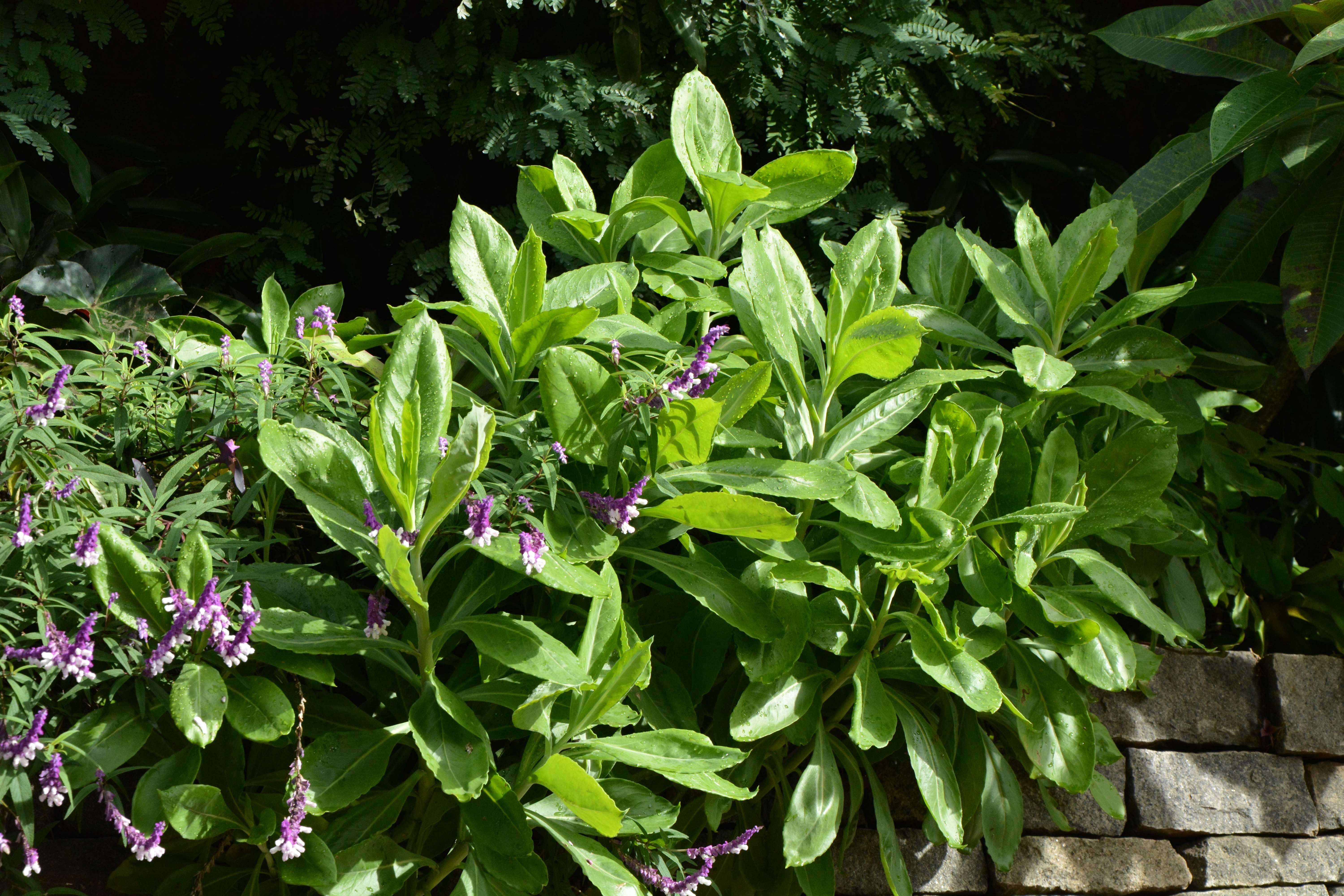 Imagem de Salvia leucantha Cav.