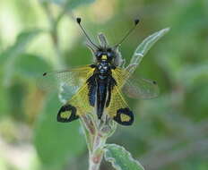 Image of Libelloides rhomboideus (Schneider 1845)