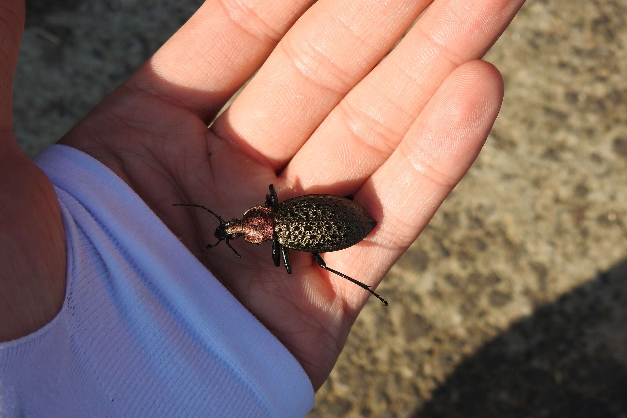 Carabus (Coptolabrus) elysii J. Thomson 1856 resmi