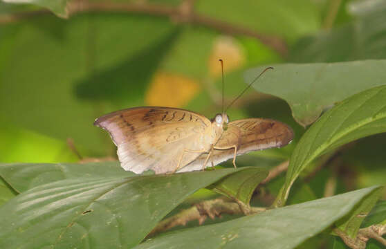 Image of Tanaecia lepidea Butler 1868