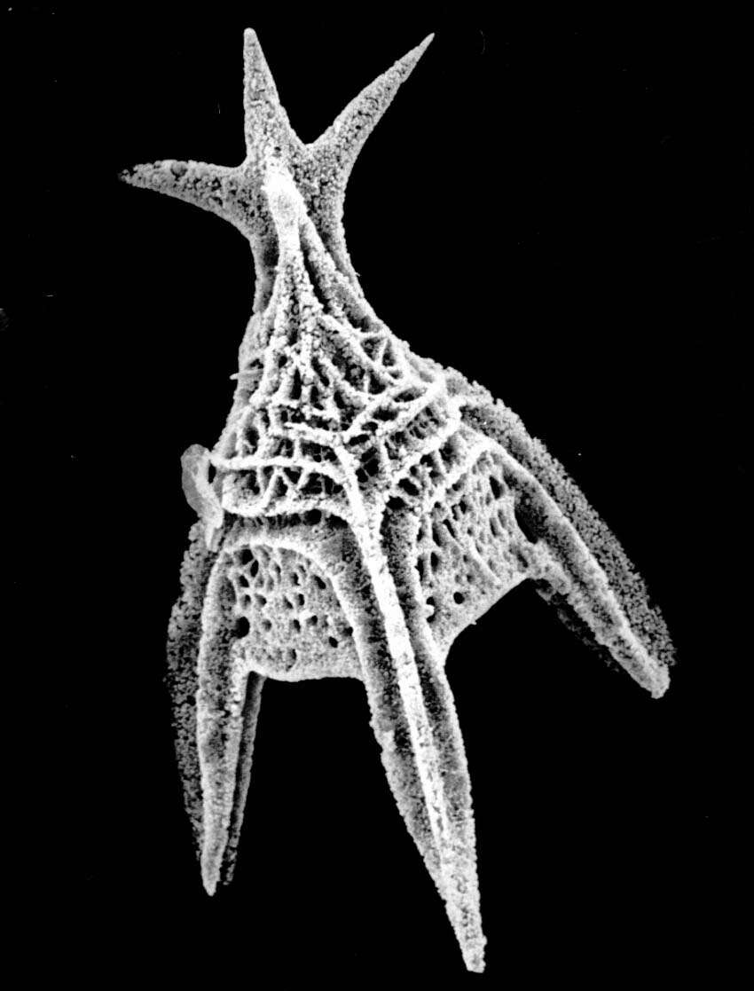 Image of Radiolaria