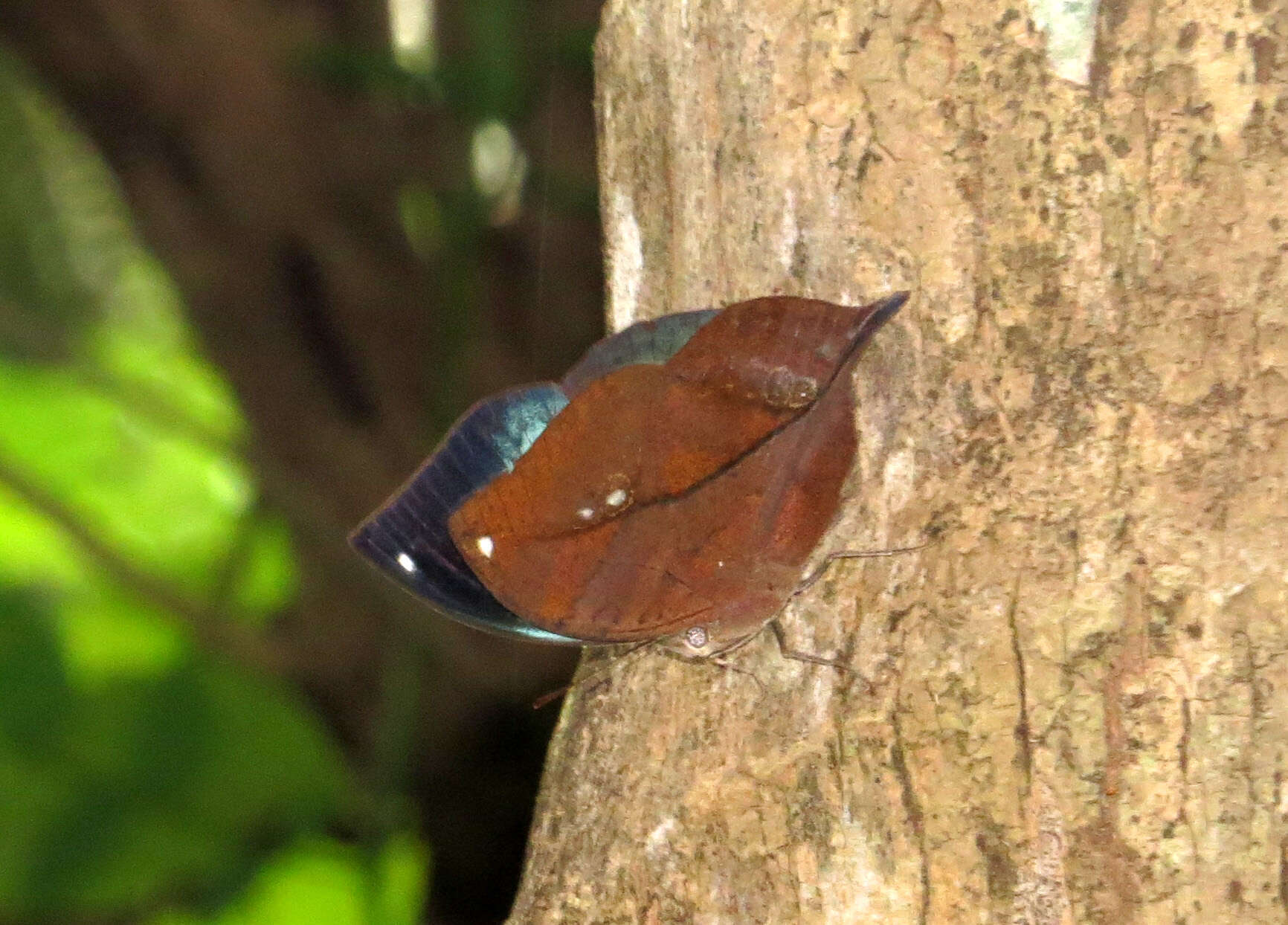 Image of Sahyadri blue oakleaf