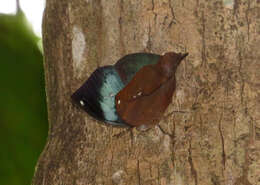 Image of Sahyadri blue oakleaf