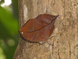 Image of Sahyadri blue oakleaf