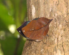 Image of Sahyadri blue oakleaf