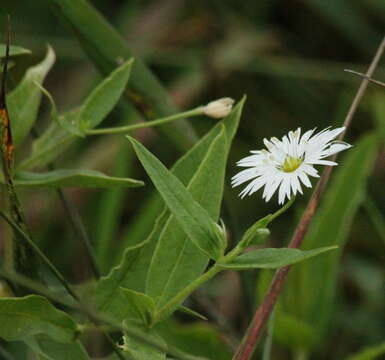 Image of Stellaria radians L.