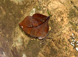 Image of Sahyadri blue oakleaf