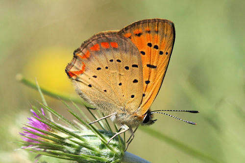 Image of <i>Lycaena ottomana</i>