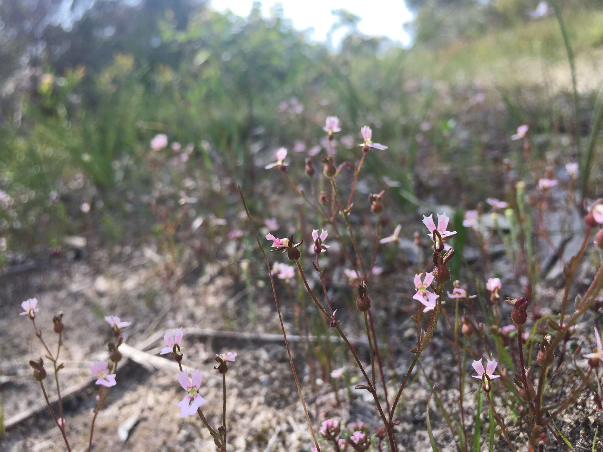 Image de Stylidium calcaratum R. Br.