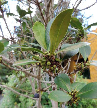 Image of Heberdenia excelsa (Ait.) Banks ex Roem. & Schult.