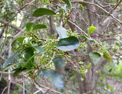 Imagem de Heberdenia excelsa (Ait.) Banks ex Roem. & Schult.