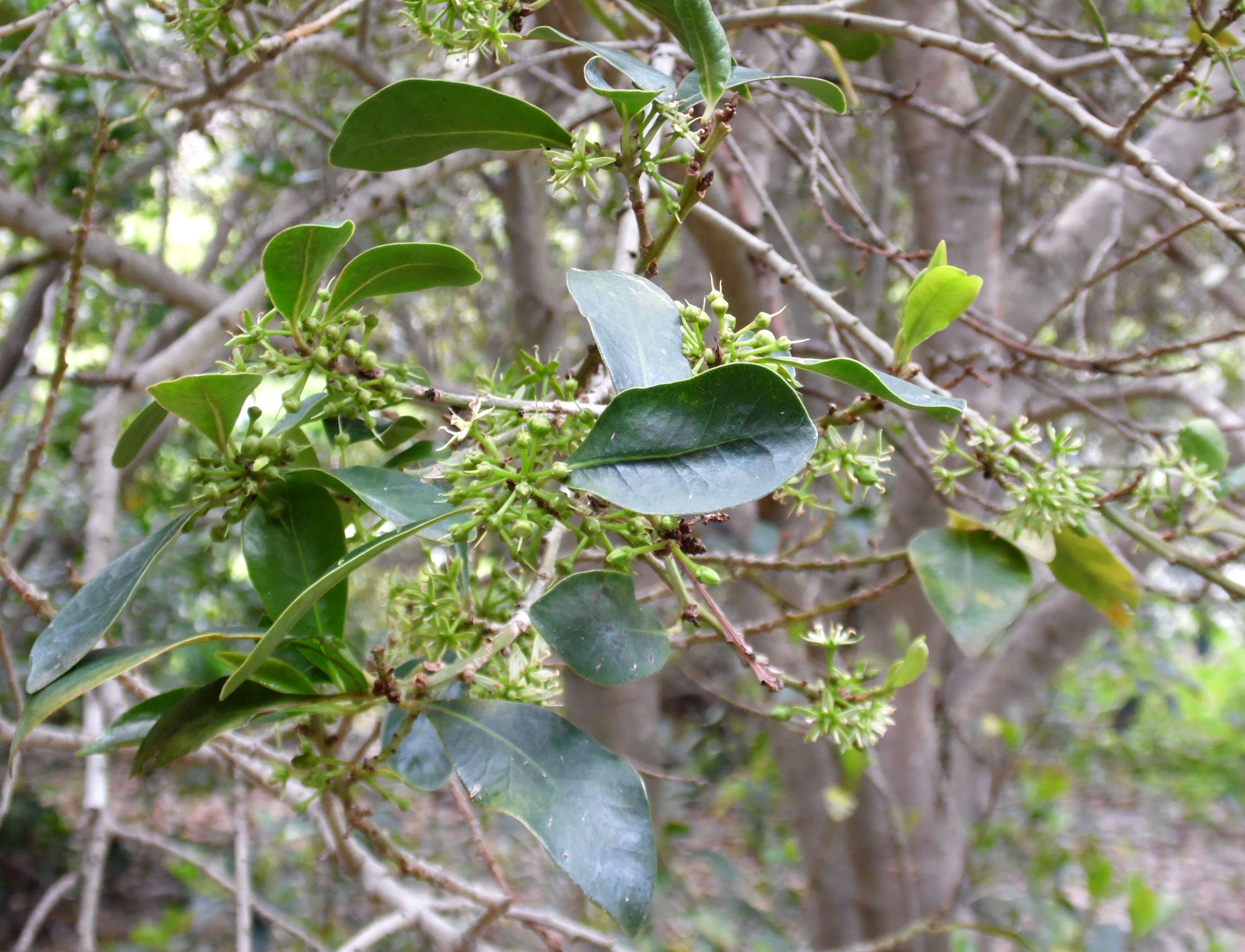 Plancia ëd Heberdenia excelsa (Ait.) Banks ex Roem. & Schult.