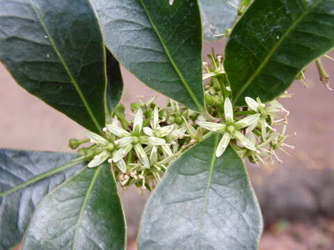 Image of Heberdenia excelsa (Ait.) Banks ex Roem. & Schult.