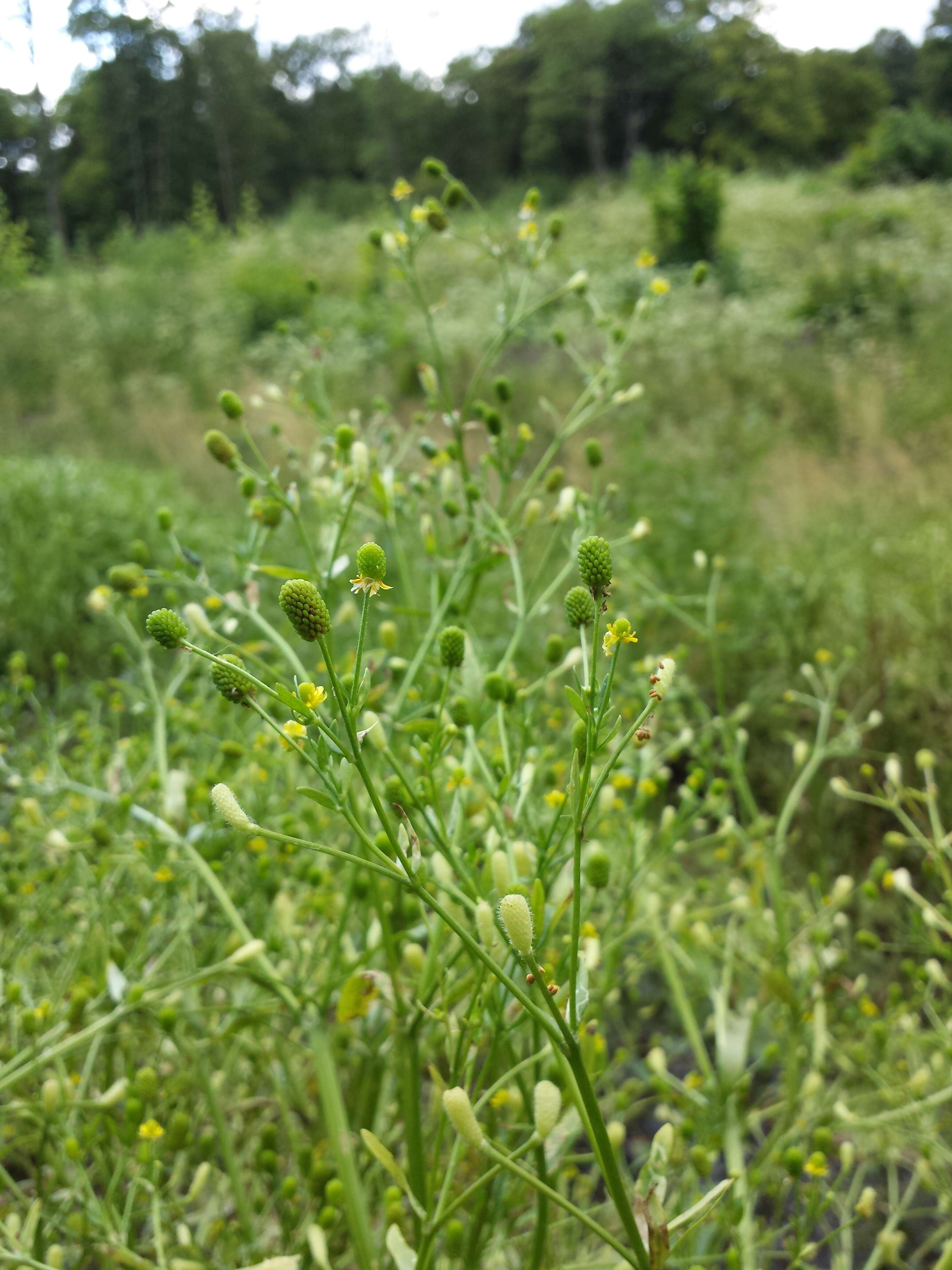 Image of cursed buttercup